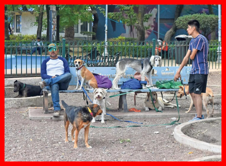 4. Cuidado y Paseo de Mascotas con Valor Añadido
